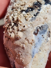 Calyptotheca nivea
