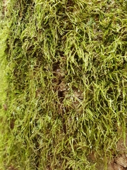 Hypnum cupressiforme filiforme