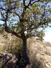 Quercus deserticola