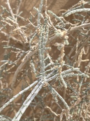 Haloxylon