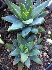 Aloe brevifolia
