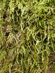 Hypnum cupressiforme filiforme