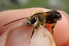 Eucera nigrilabris