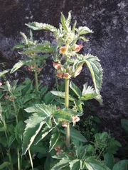 Scrophularia grandiflora