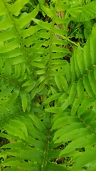 Polystichum acrostichoides
