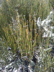 Ephedra americana