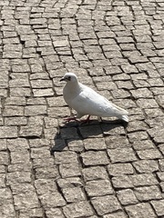 Columba livia domestica