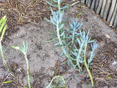 Curio crassulifolius