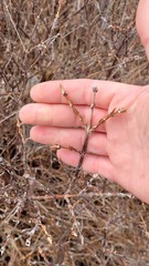 Lonicera villosa