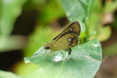Scobura isota