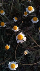 Anthemis peregrina