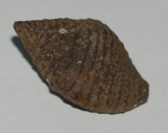 Gemophos gemmatus