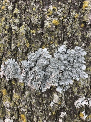 Flavoparmelia caperata