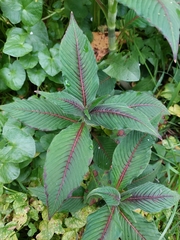 Koenigia campanulata