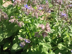Borago