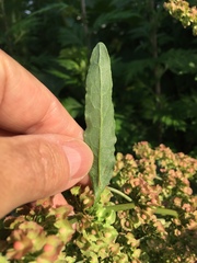 Rumex cristatus