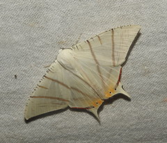 Ourapteryx marginata