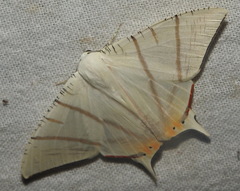 Ourapteryx marginata