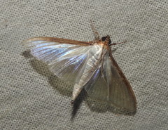 Cydalima
