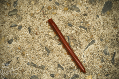 Trigoniulus corallinus