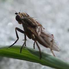 Pherbellia cinerella