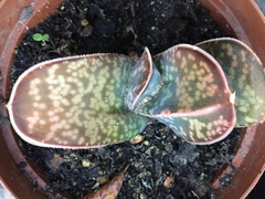 Gasteria brachyphylla