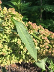 Rumex cristatus