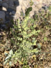 Atriplex elegans