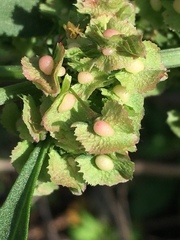 Rumex cristatus