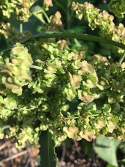 Rumex cristatus
