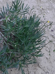Crassothonna capensis