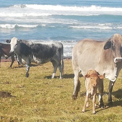 Bos indicus × taurus