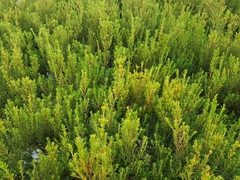 Coleonema pulchellum