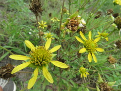 Tetragonotheca repanda