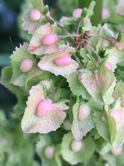 Rumex cristatus