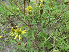 Tetragonotheca repanda