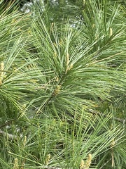Pinus