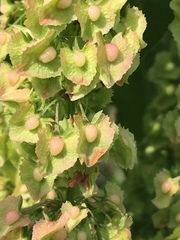 Rumex cristatus