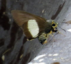 Coeliades forestan forestan