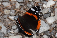 Vanessa atalanta