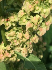 Rumex cristatus