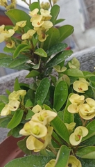 Magnoliopsida