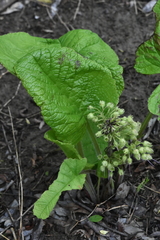 Trachystemon orientalis