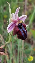 Ophrys sphegodes spruneri