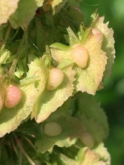 Rumex cristatus