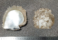 Pinctada mazatlanica