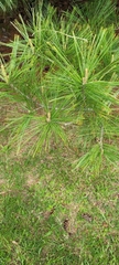 Pinus strobus