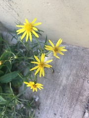 Senecio clivicola