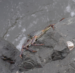 Grapsus tenuicrustatus