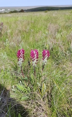 Pedicularis dasystachys